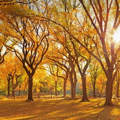 فلک شبیر avatar