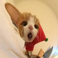 شاداب خان avatar