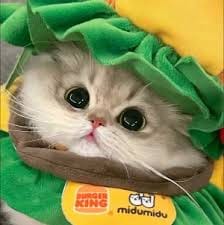 لطیف کھوسہ avatar